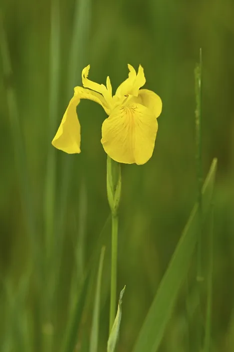 Framed Print : Yellow Flag (Iris pseudacorus) Print, Canton Zug, Switzerland Framed Print : Yellow Flag (Iris pseudacorus) Print, Canton Zug, Switzerland