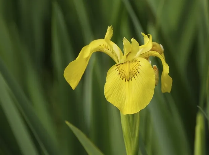 Framed Print : Yellow Iris Print - Vibrant Floral Artwork Framed Print : Yellow Iris Print - Vibrant Floral Artwork