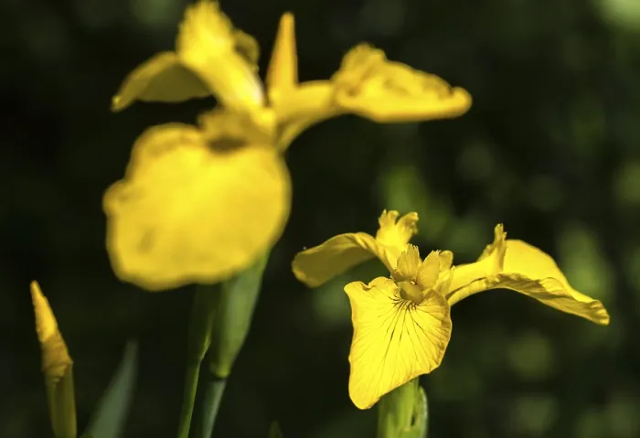 Framed Print : Yellow Iris Print, Iridaceae, Marsh Plant
