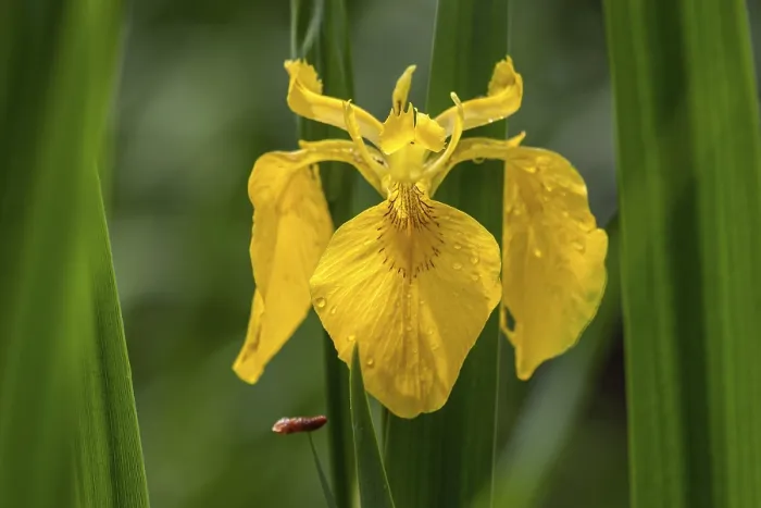 Framed Print : Yellow Iris (Iris pseudacorus) Print Framed Print : Yellow Iris (Iris pseudacorus) Print
