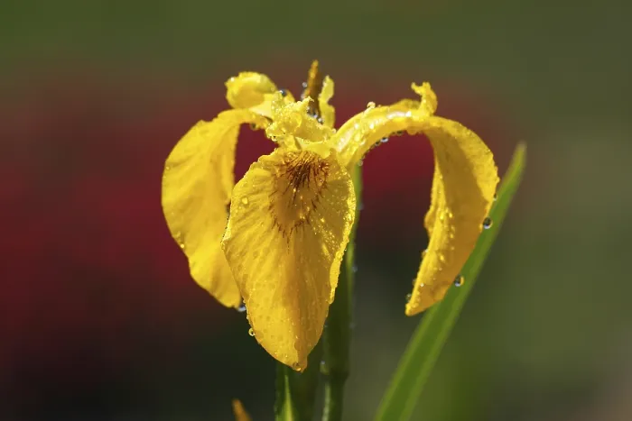 Framed Print : Yellow Iris (Iris pseudacorus) Print - Waterdrop Detail Framed Print : Yellow Iris (Iris pseudacorus) Print - Waterdrop Detail