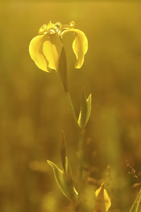 Framed Print : Yellow Iris Print with Backlighting Framed Print : Yellow Iris Print with Backlighting