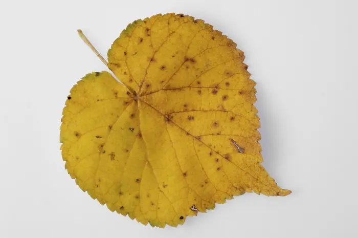 Framed Print : Yellow Leaf Print: A Close-Up View Framed Print : Yellow Leaf Print: A Close-Up View