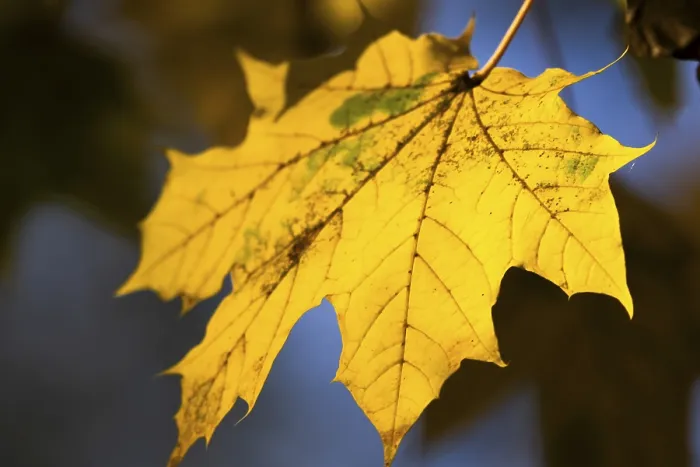 Framed Print : A Yellow Maple Leaf Print Framed Print : A Yellow Maple Leaf Print