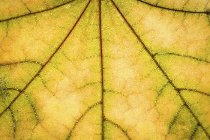 Framed Print : Yellow Maple Autumn Leaf Texture Print Framed Print : Yellow Maple Autumn Leaf Texture Print