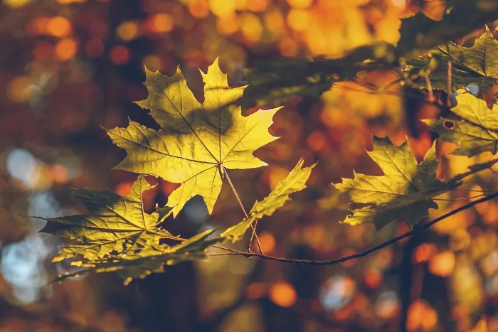 Framed Print : Yellow Maple Foliage Forest Print Framed Print : Yellow Maple Foliage Forest Print