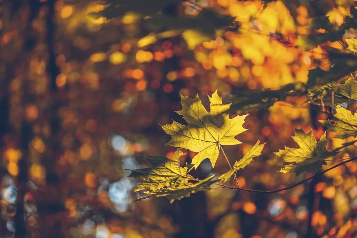 Framed Print : Yellow Maple Foliage Forest Print Framed Print : Yellow Maple Foliage Forest Print