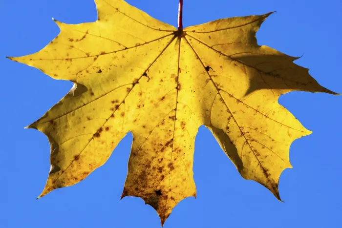 Framed Print : Yellow Maple Leaf Print in Autumn Sunlight, Cologne, Germany Framed Print : Yellow Maple Leaf Print in Autumn Sunlight, Cologne, Germany
