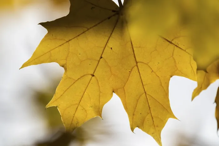 Framed Print : Yellow Maple Leaf Print with Soft Shadow Effects Framed Print : Yellow Maple Leaf Print with Soft Shadow Effects