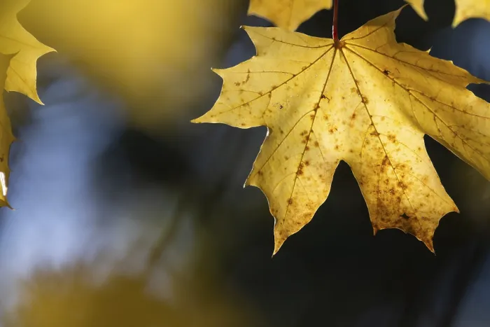 Framed Print : Yellow Maple Leaf Print, Autumn in Cologne, Germany Framed Print : Yellow Maple Leaf Print, Autumn in Cologne, Germany