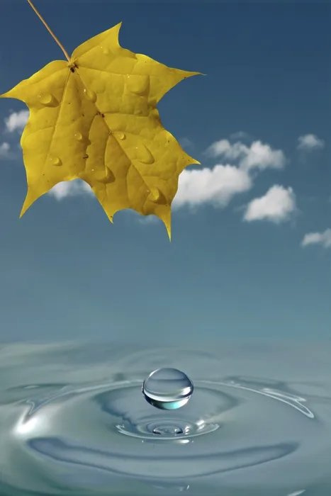 Framed Print : Yellow Maple Leaf and Water Splash Print Framed Print : Yellow Maple Leaf and Water Splash Print
