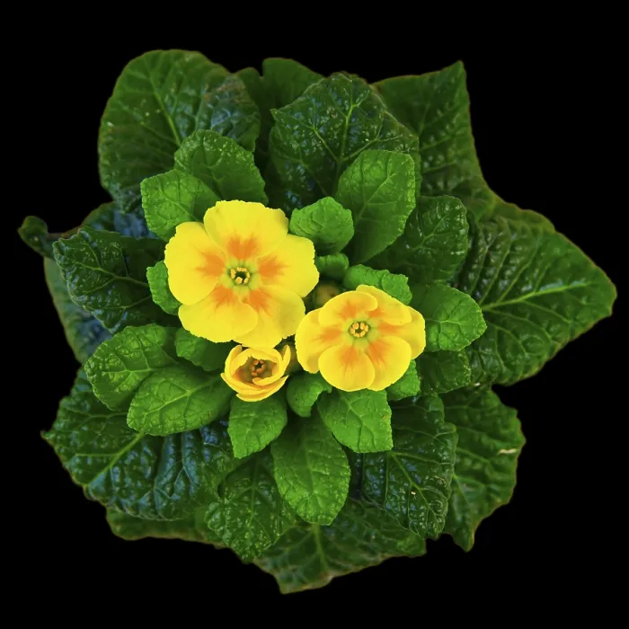 Framed Print : Yellow Primrose Print Framed Print : Yellow Primrose Print