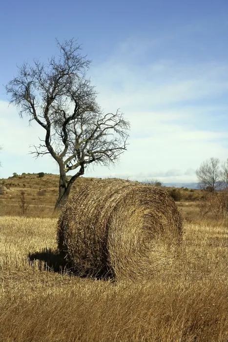 Framed Print : Yellow Straw Round Bale in Spanish Fields Print Framed Print : Yellow Straw Round Bale in Spanish Fields Print