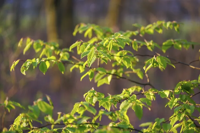 Framed Print : Young Beech Leaves in Spring Print, Germany Framed Print : Young Beech Leaves in Spring Print, Germany