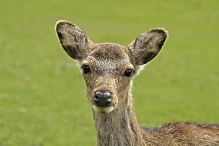 Framed Print : Young Deer Print Framed Print : Young Deer Print