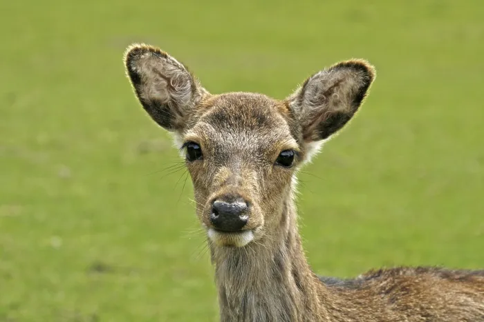 Framed Print : Young Deer Print - ImageBROKER Framed Print : Young Deer Print - ImageBROKER