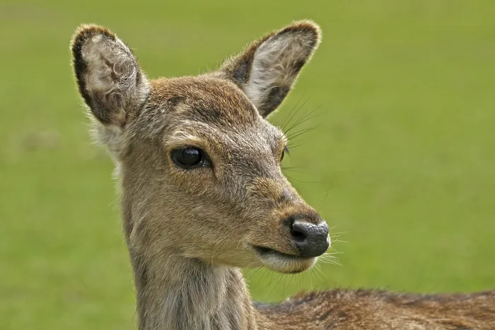 Framed Print : Young Deer Print Framed Print : Young Deer Print