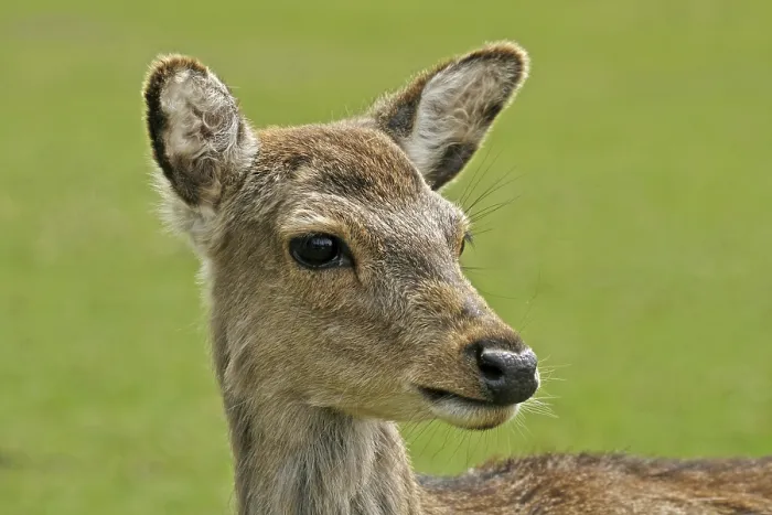 Framed Print : Young Deer Print Framed Print : Young Deer Print