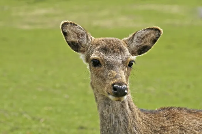 Framed Print : Young Deer Print Framed Print : Young Deer Print