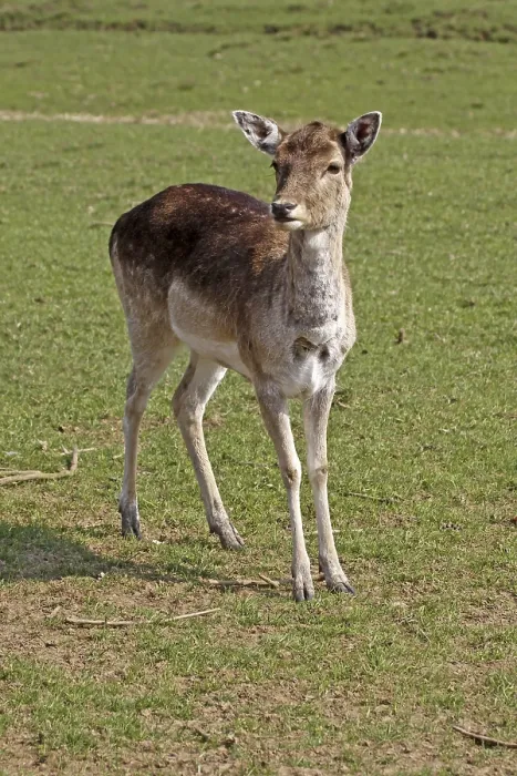 Framed Print : Young Deer Print Framed Print : Young Deer Print