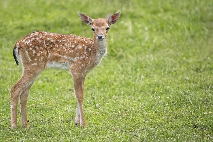 Framed Print : Young Fallow Deer in the Wild Print Framed Print : Young Fallow Deer in the Wild Print