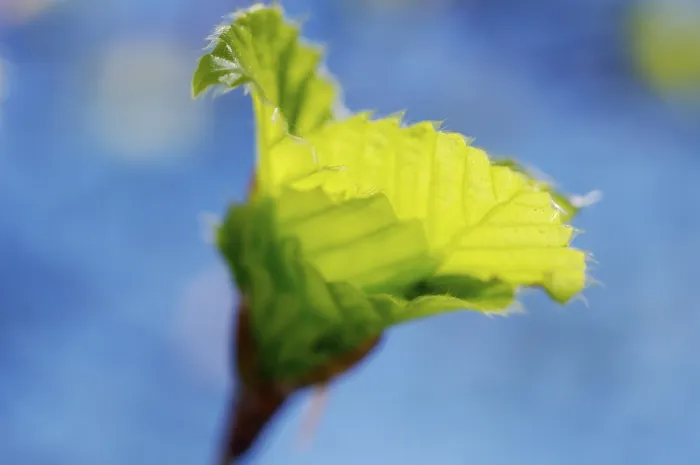Framed Print : Young Fresh Leaves of Beech in Spring Print Framed Print : Young Fresh Leaves of Beech in Spring Print
