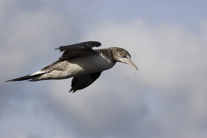 Framed Print : Young Gannet in Flight Print Framed Print : Young Gannet in Flight Print