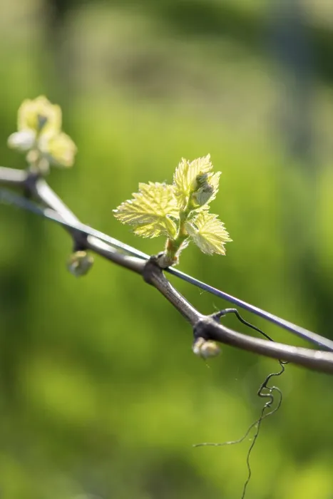 Framed Print : Young Grapevine Leaves in Spring Print, Baden-Württemberg, Germany Framed Print : Young Grapevine Leaves in Spring Print, Baden-Württemberg, Germany