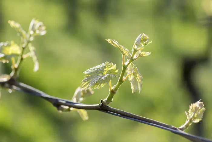 Framed Print : Young Grapevine Leaves in Spring Print, Baden-Württemberg, Germany Framed Print : Young Grapevine Leaves in Spring Print, Baden-Württemberg, Germany