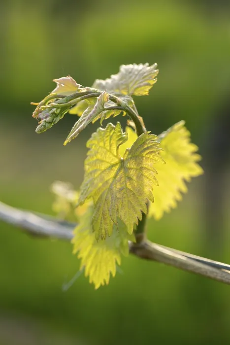 Framed Print : Young Grapevine Leaves in Spring Print, Baden-Wurttemberg, Germany Framed Print : Young Grapevine Leaves in Spring Print, Baden-Wurttemberg, Germany