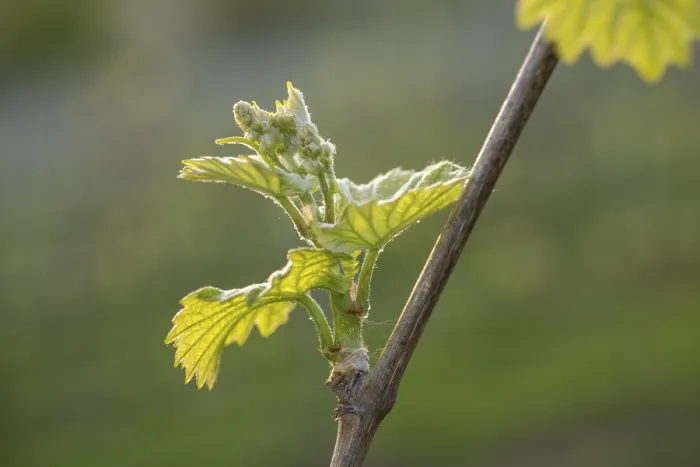 Framed Print : Young Grapevine Leaves in Spring - Print Framed Print : Young Grapevine Leaves in Spring - Print
