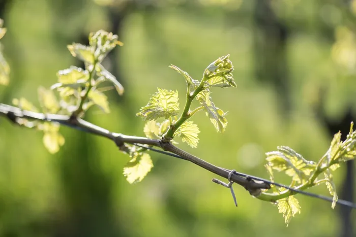 Framed Print : Young Grapevine Leaves in Spring Print, Baden-Wurttemberg, Germany Framed Print : Young Grapevine Leaves in Spring Print, Baden-Wurttemberg, Germany