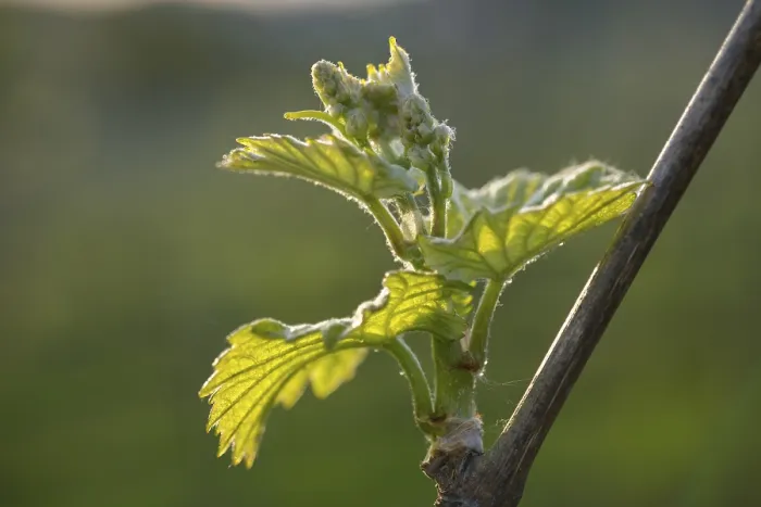 Framed Print : Young Grapevine Leaves in Spring Print, Baden-Wurttemberg, Germany Framed Print : Young Grapevine Leaves in Spring Print, Baden-Wurttemberg, Germany