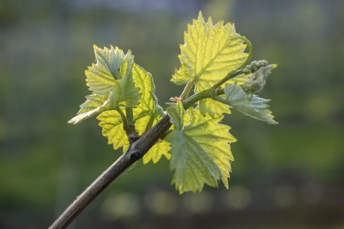 Framed Print : Young Grapevine Leaves in Spring - Print Framed Print : Young Grapevine Leaves in Spring - Print