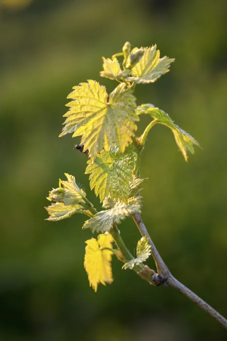 Framed Print : Young Grapevine Leaves in Spring Print, Baden-Wurttemberg, Germany Framed Print : Young Grapevine Leaves in Spring Print, Baden-Wurttemberg, Germany