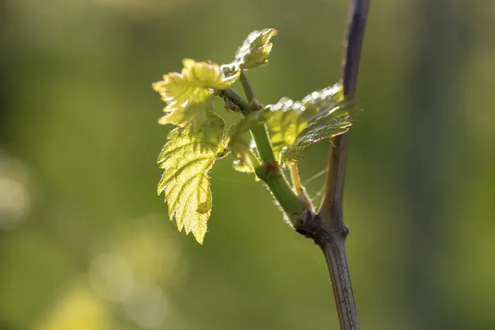 Framed Print : Young Grapevine Leaves in Spring - Print Framed Print : Young Grapevine Leaves in Spring - Print
