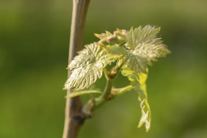 Framed Print : Young Grapevine Leaves in Spring Print, Baden-Wurttemberg, Germany Framed Print : Young Grapevine Leaves in Spring Print, Baden-Wurttemberg, Germany