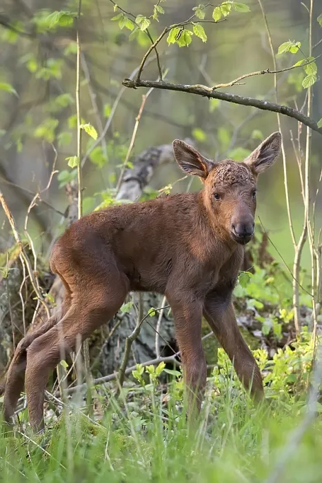 Framed Print : Young Moose in the Forest Print Framed Print : Young Moose in the Forest Print