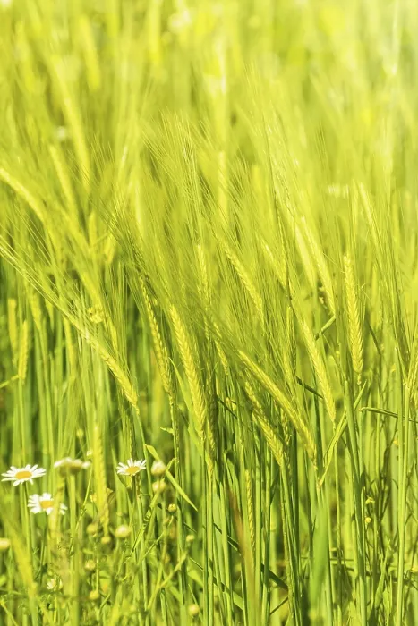 Framed Print : Young Wheat Crop Print in Field Framed Print : Young Wheat Crop Print in Field