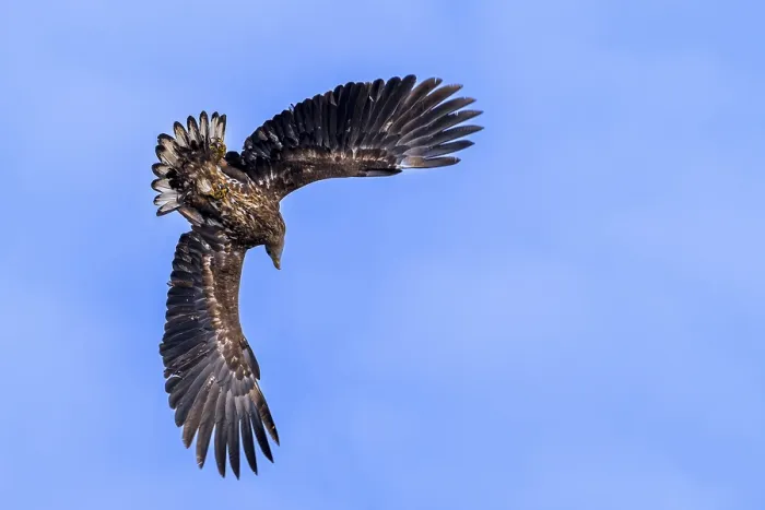 Framed Print : Young White-tailed Eagle Print - Immature in Flight