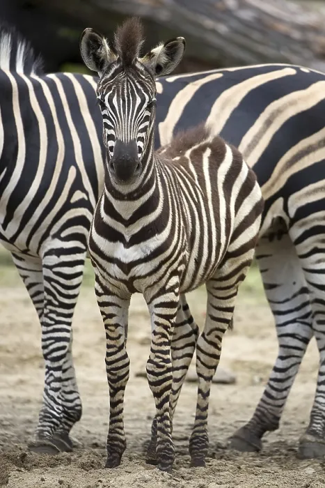 Framed Print : Young Zebra in a Clearing Print Framed Print : Young Zebra in a Clearing Print