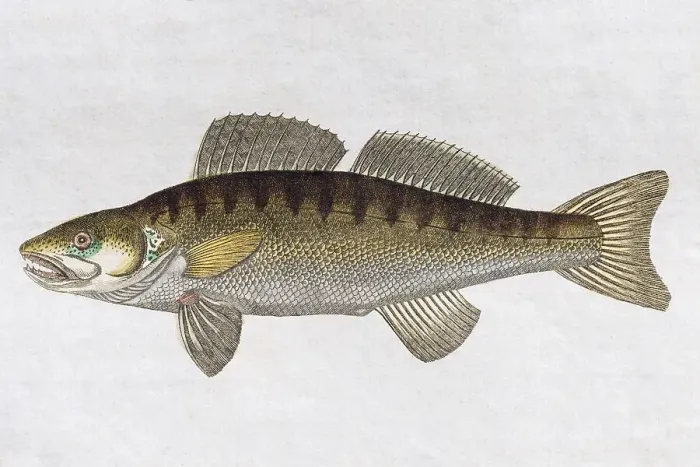 Framed Print : Zander Print, Handpainted Copper Engraving, 1795