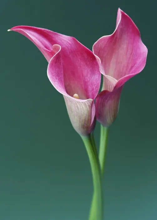 Framed Print : Zantedeschia Print - Exotic Flower in Bloom Framed Print : Zantedeschia Print - Exotic Flower in Bloom