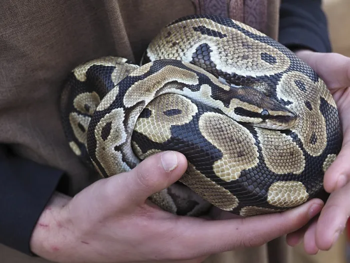 Framed Print : Zookeeper Holding Ball Python Print