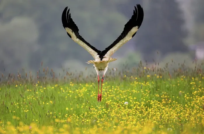 Framed Print : Storch. Ein Storch steigt von einer Wiese mit blühenden Blumen aus in die Luft Framed Print : Storch. Ein Storch steigt von einer Wiese mit blühenden Blumen aus in die Luft