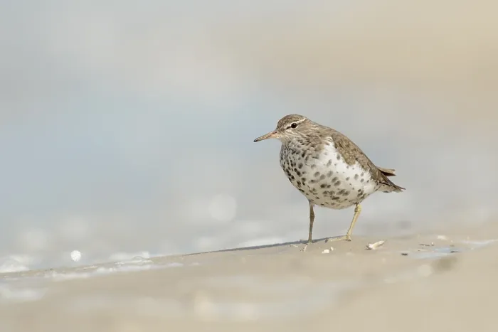 Framed Print : Spotted Sandpiper Print on Beach Framed Print : Spotted Sandpiper Print on Beach
