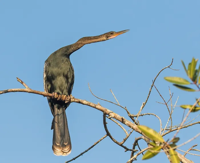 Framed Print : Print of Anhinga anhinga Perched in a Tree, Mexico Framed Print : Print of Anhinga anhinga Perched in a Tree, Mexico