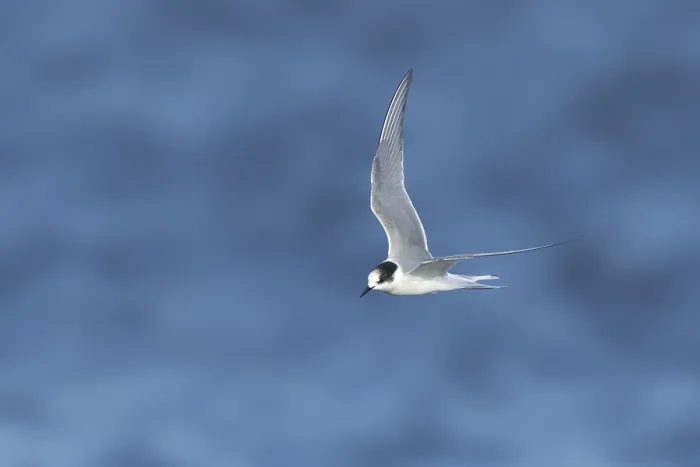 Framed Print : Print of a 1st summer Arctic Tern in flight over Alaska Framed Print : Print of a 1st summer Arctic Tern in flight over Alaska