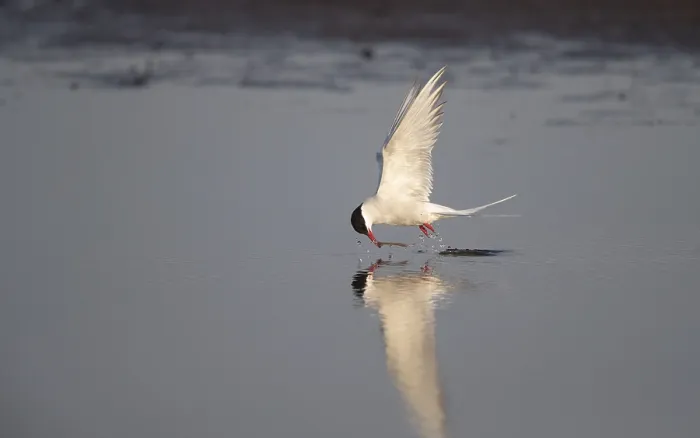 Framed Print : Arctic Tern Print: Sterna paradisaea in Flight over Fyn, Denmark Framed Print : Arctic Tern Print: Sterna paradisaea in Flight over Fyn, Denmark