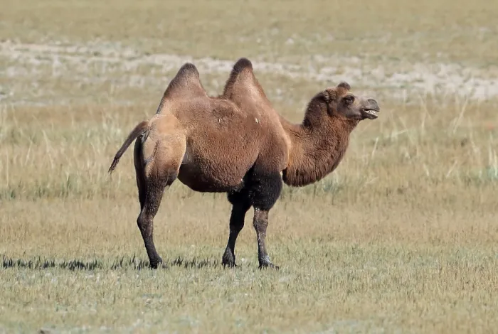 Framed Print : Bactrian Camel Print - Mongolia Framed Print : Bactrian Camel Print - Mongolia
